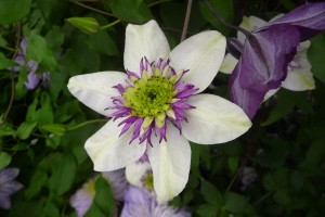 White and purple flower