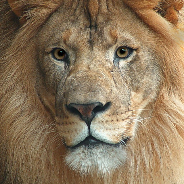 A PICTURE OF A LION -1