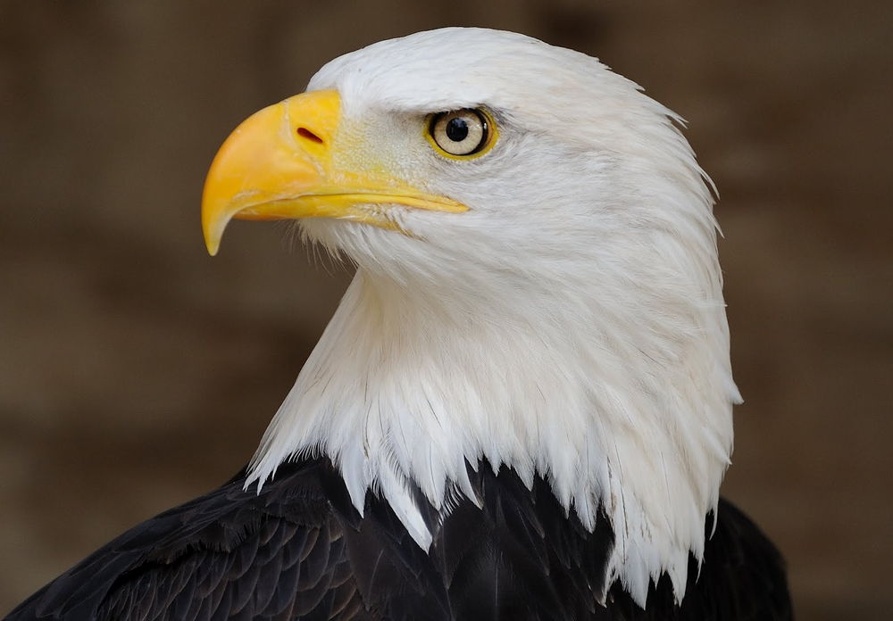 A PICTURE OF AN EAGLE
