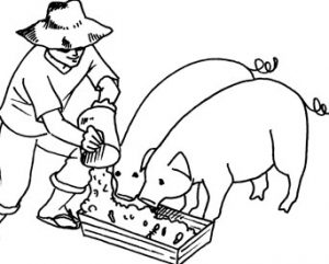 FEEDING PIGS